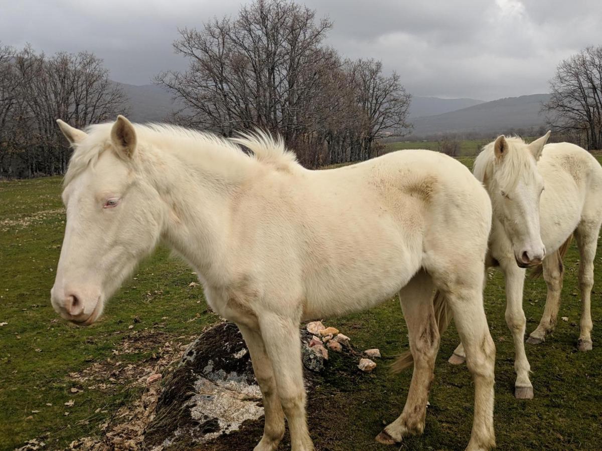 Casa Rural Fuente Del Arca Montejo Montejo de la Sierra Zewnętrze zdjęcie